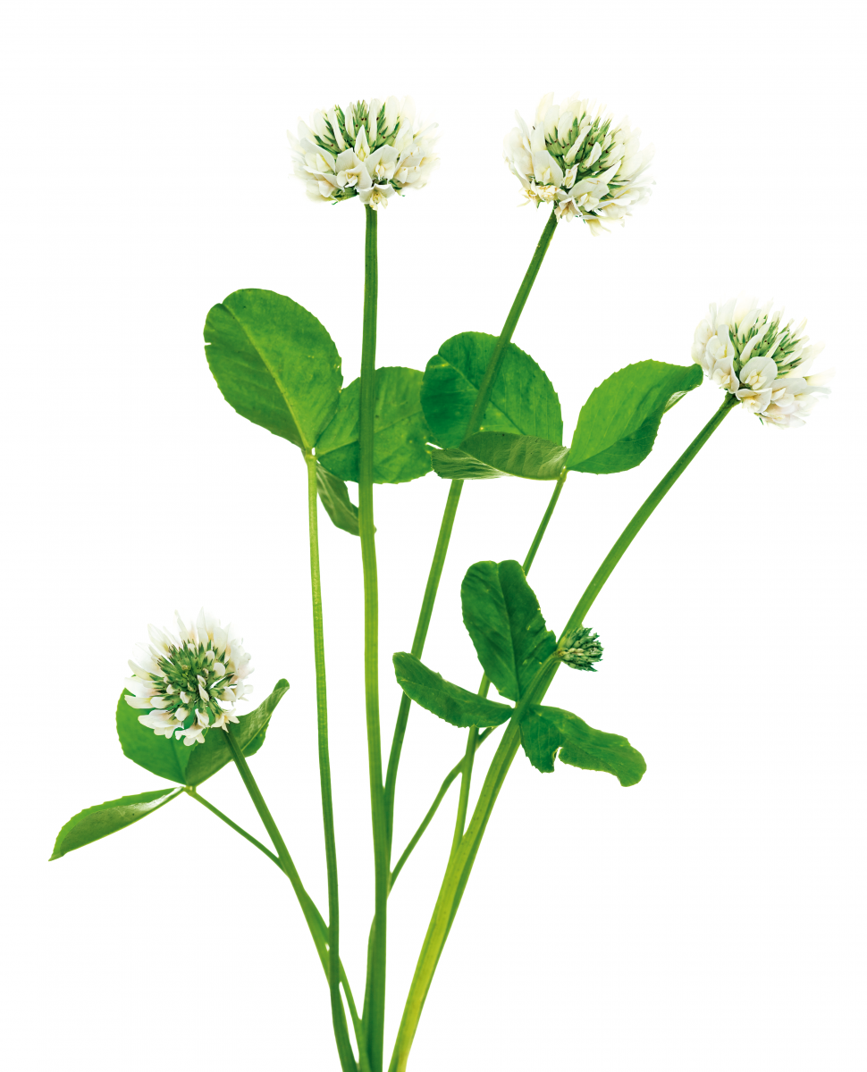 Semis de Trèfle blanc BIO Ecologique et rustique